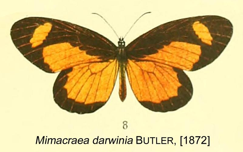 Mimacraea darwina from original description