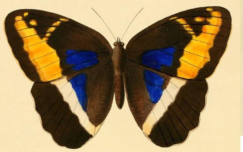 Dasyophthalma rusina