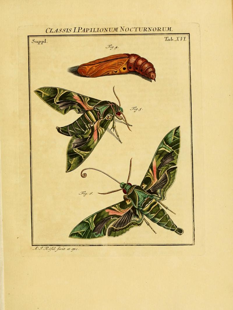 De natuurlyke historie der insecten (Tab. XVI) (7158161290)