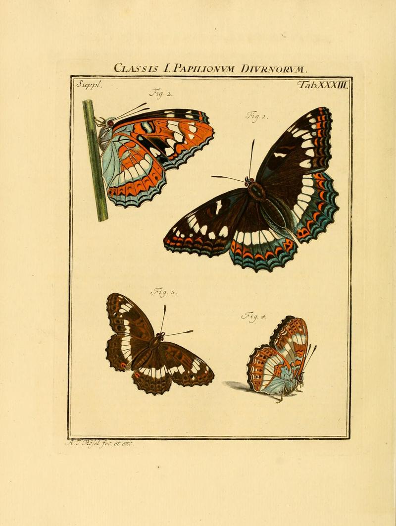 De natuurlyke historie der insecten (Tab. XXXIII) (7158184076)