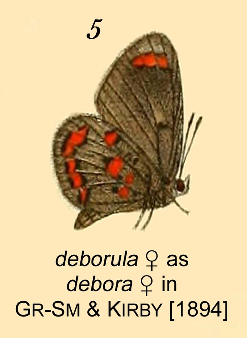 DeborulaFem as deborah inGSK1894