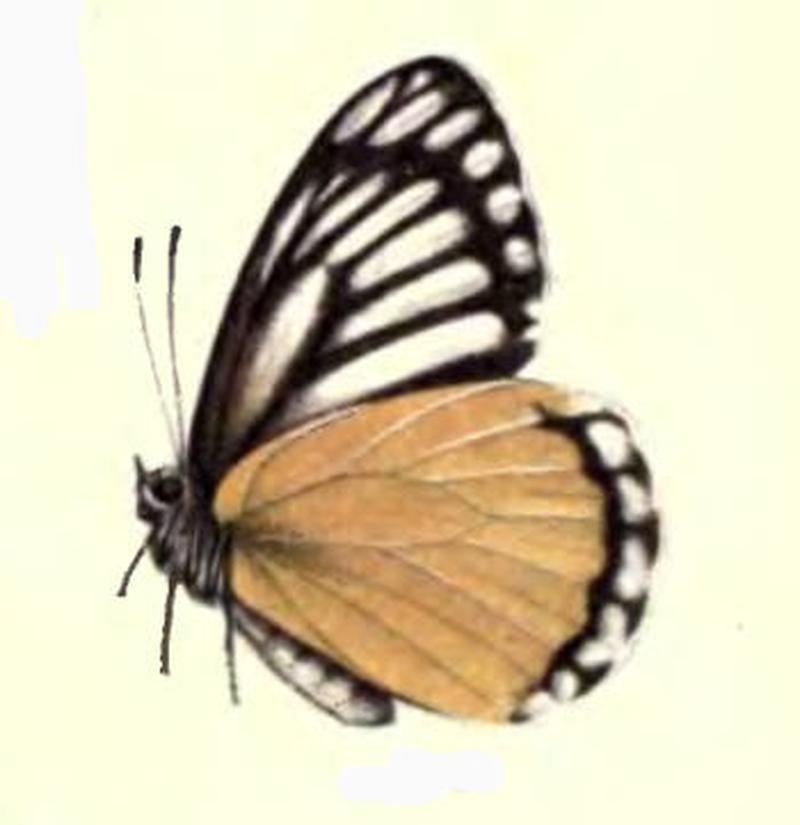 DeliasAgostinaBingham