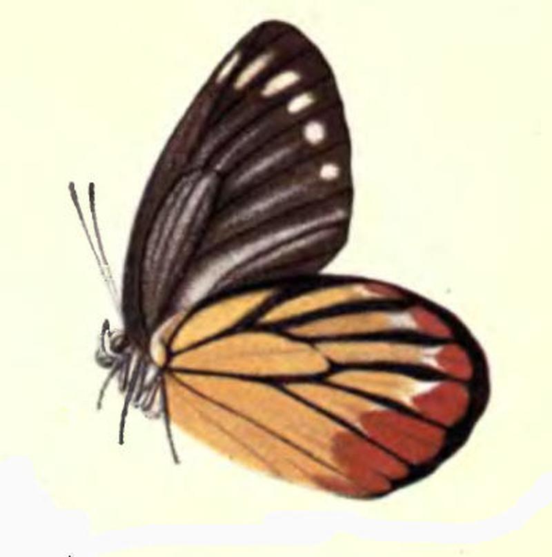 Delias hyparete hierta Hübner 1818