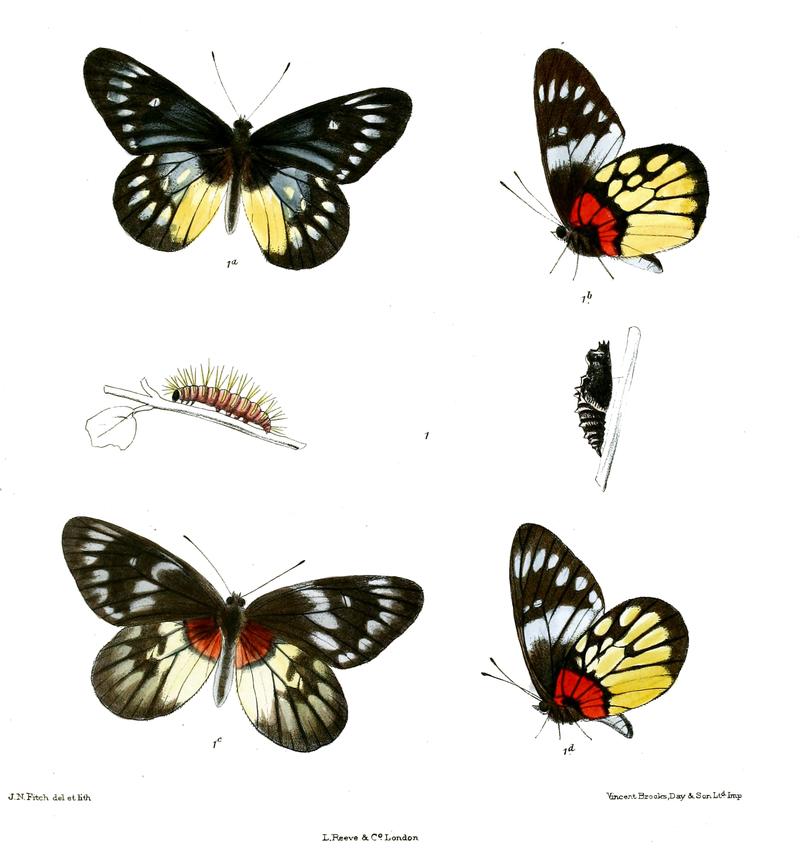 Delias aglaia 531