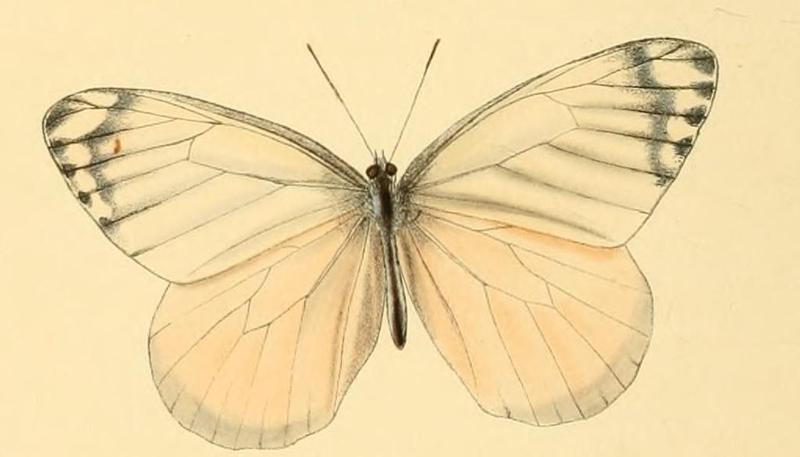 Delias agostina