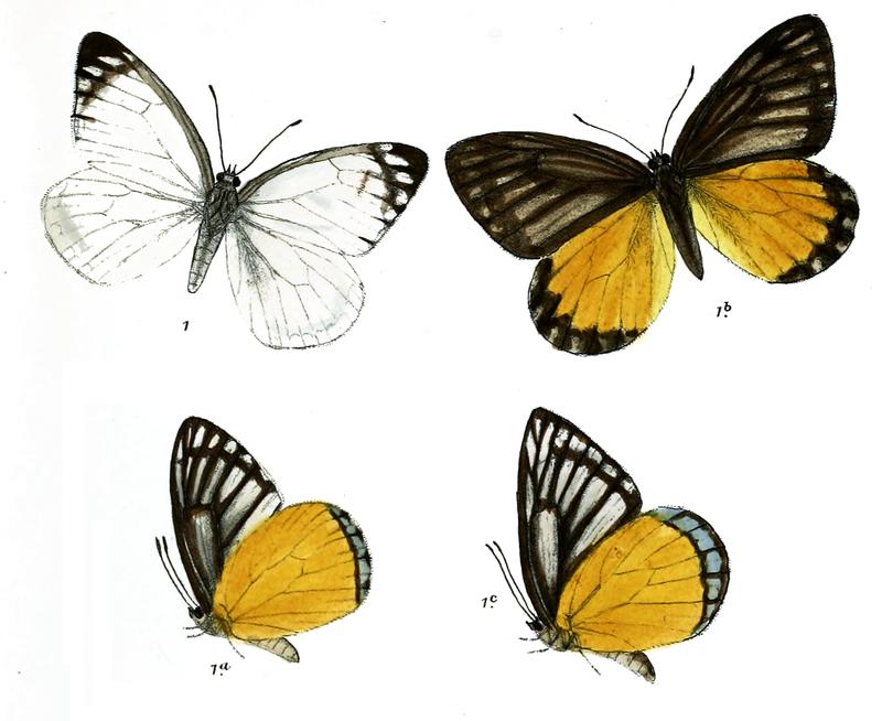 Delias agostina 535