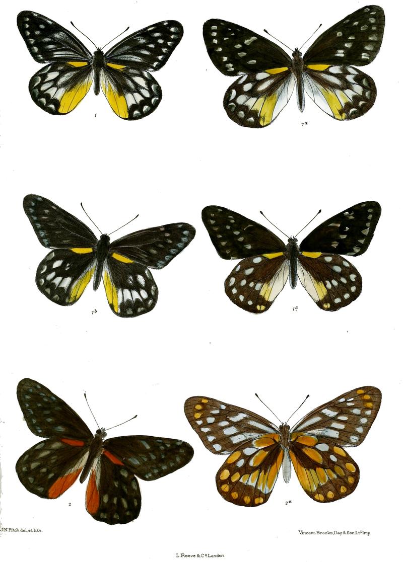 Delias horsfieldii 529