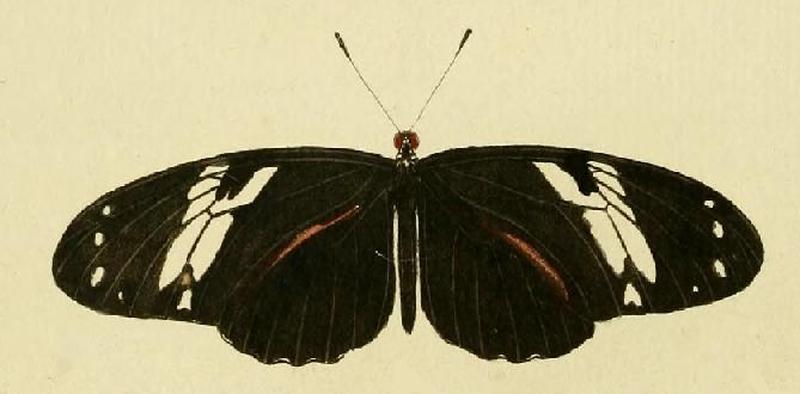 Delias pasithoe CRAMER