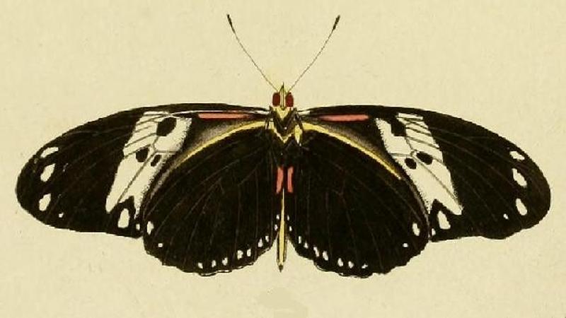 Delias pasithoe CRAMER1