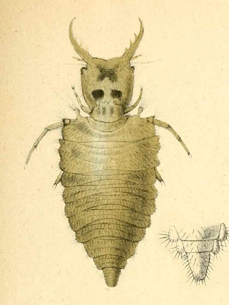 Dendroleon pantherinus larva Brauer 1867