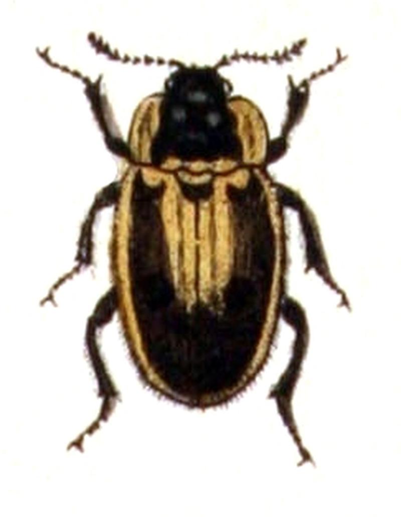 Dendroxena.quadrimaculata.-.calwer.10.04