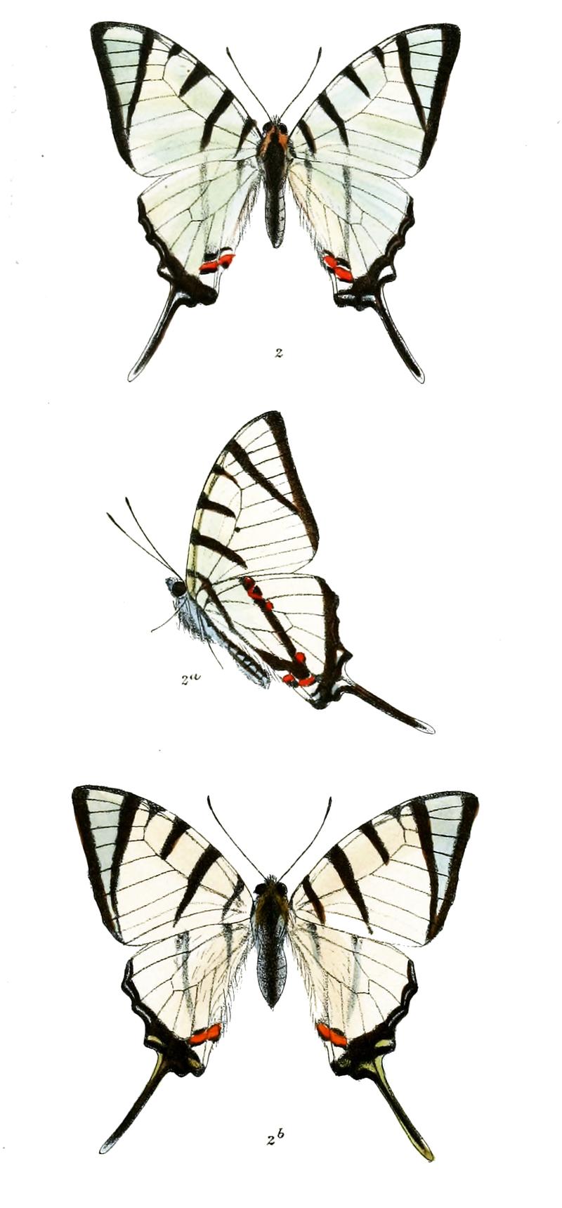 Deoris agetes 478
