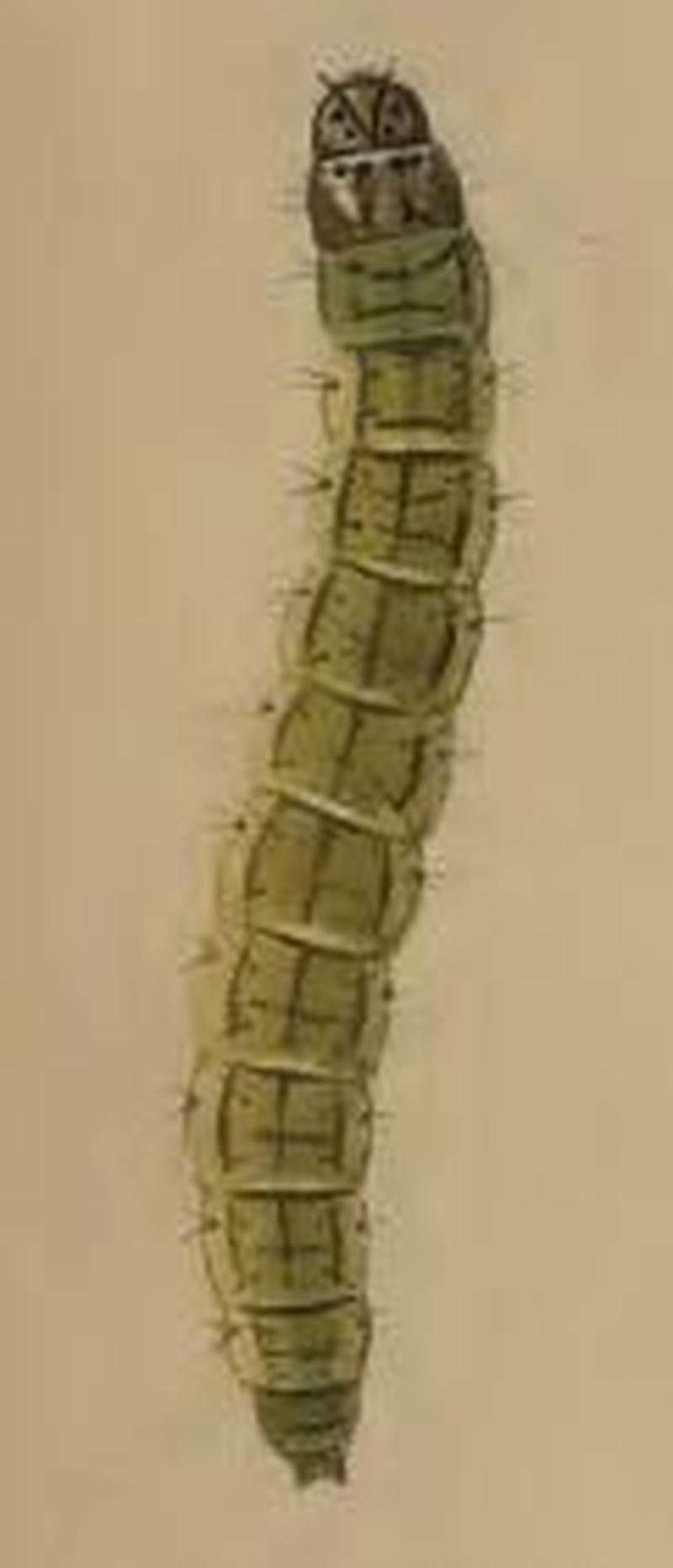 Depressaria absynthiella larva