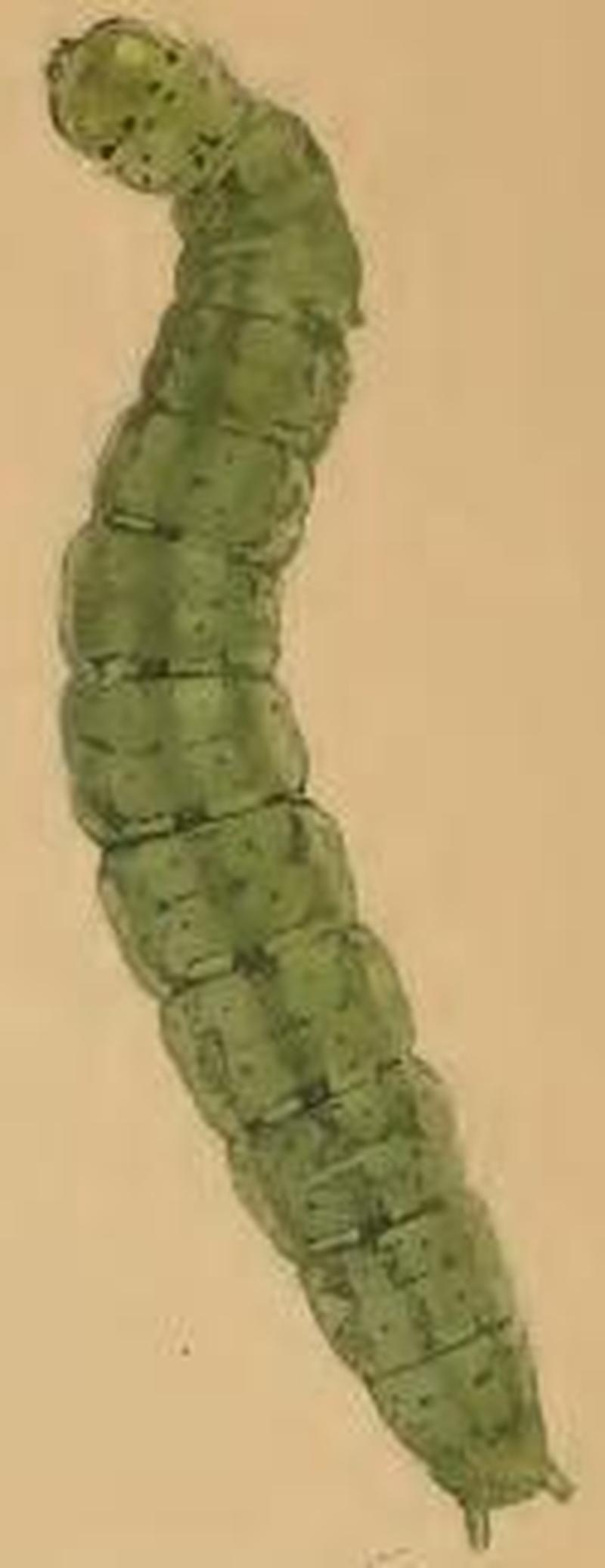 Depressaria albipunctella larva