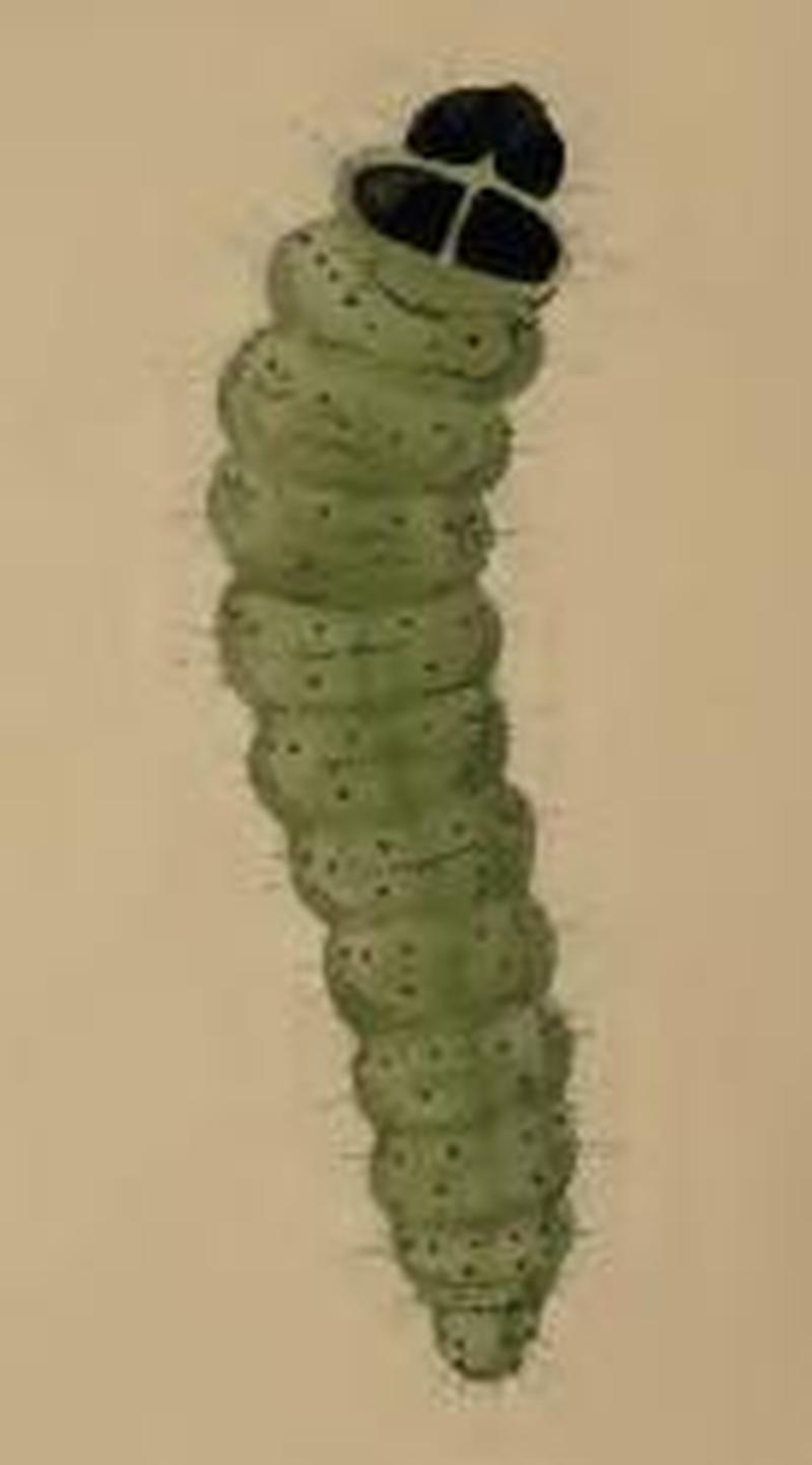 Depressaria artemisiae larva