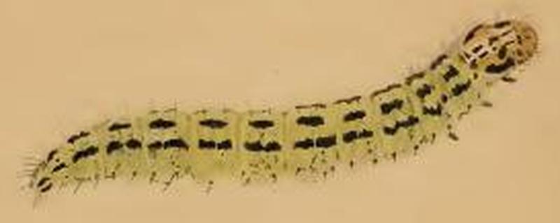 Depressaria chaerophylli larva