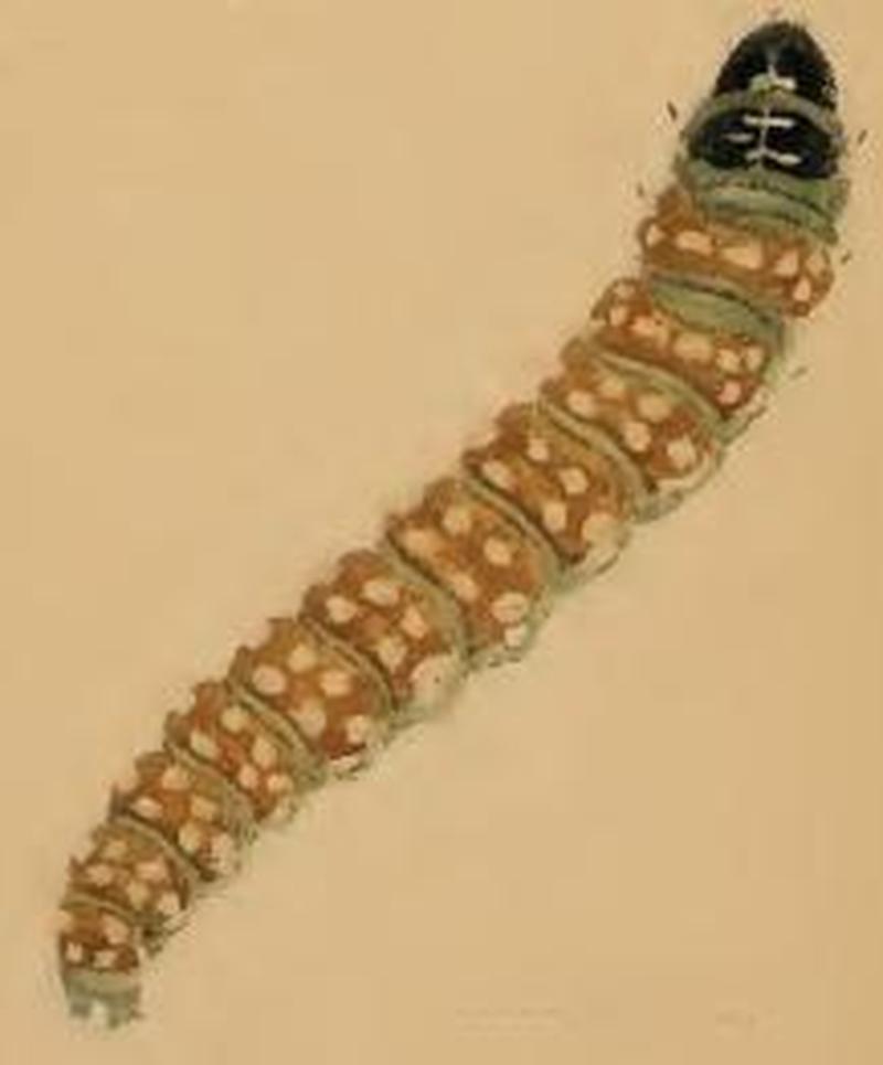 Depressaria depressana larva