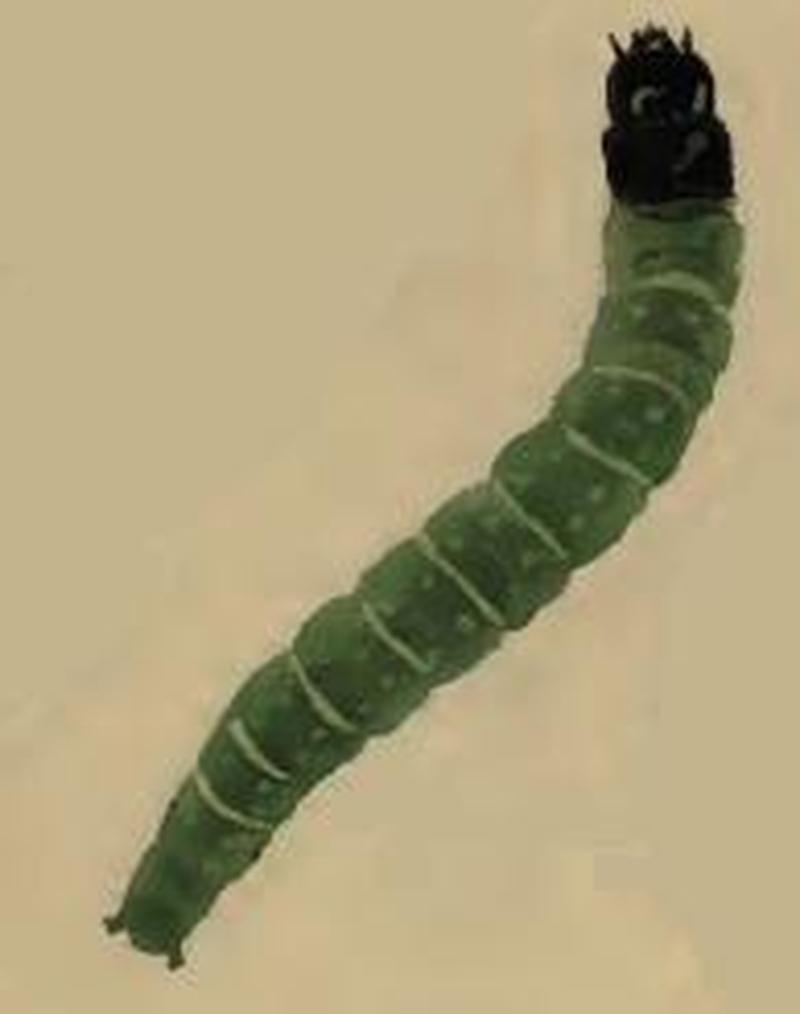 Depressaria dictamnella larva