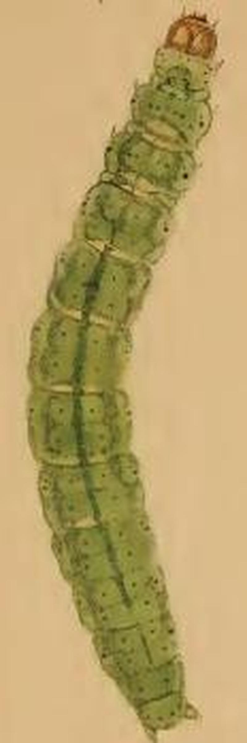 Depressaria emeritella larva