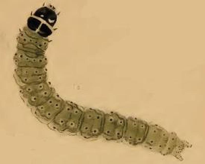 Depressaria heydenii larva
