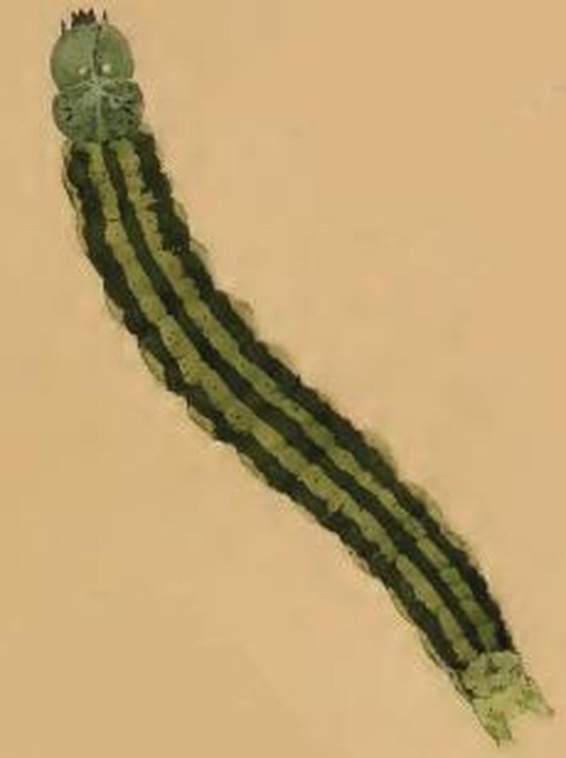 Depressaria hofmanni larva