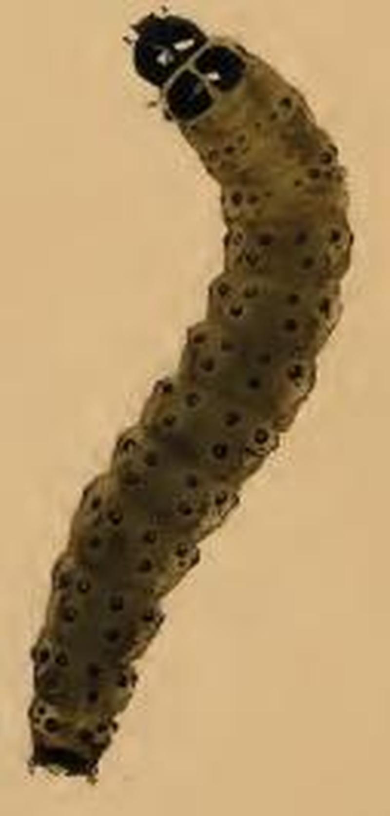 Depressaria libanotidella larva