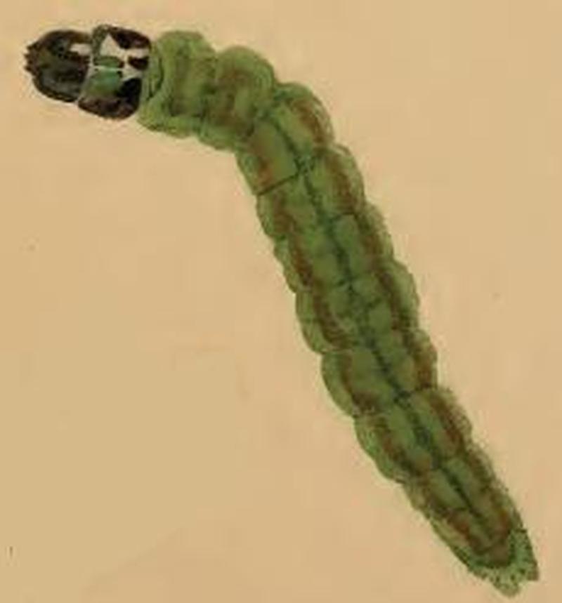 Depressaria olerella larva