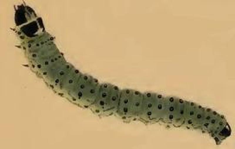 Depressaria pimpinellae larva
