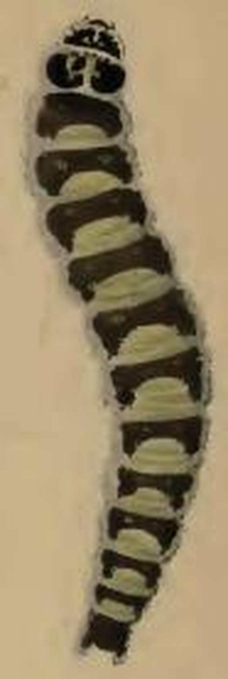 Depressaria ululana larva