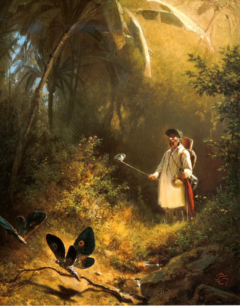 Der Schmetterlingsfänger