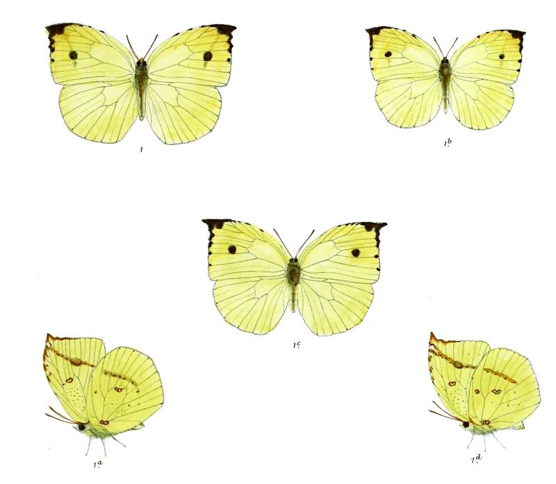 Dercas wallichii