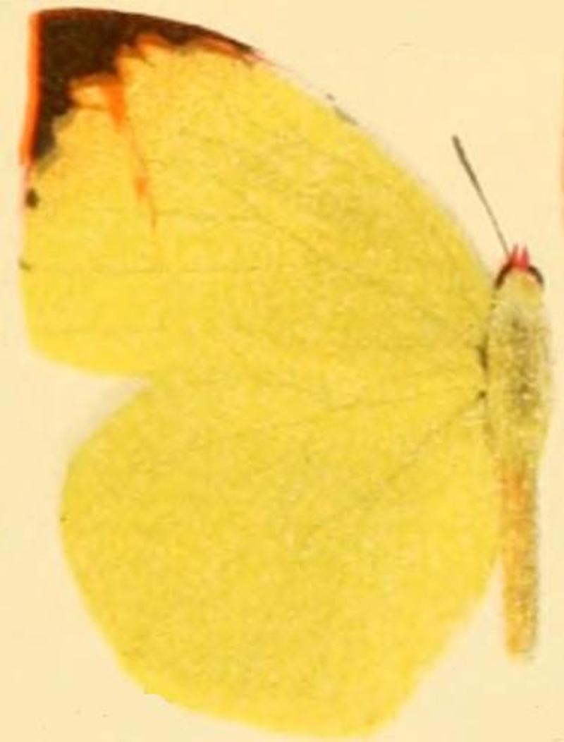 Dercas enara