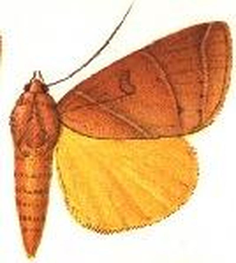 Dermaleipa arcifera