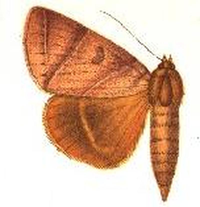 Dermaleipa metaphaea