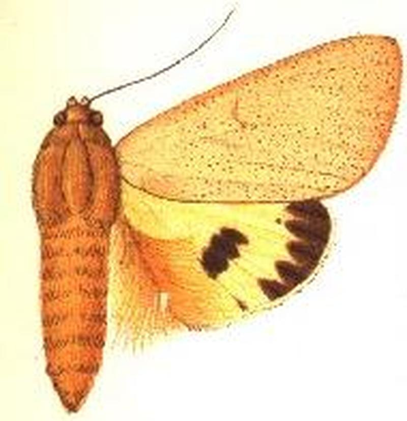 Dermaleipa metaxantha