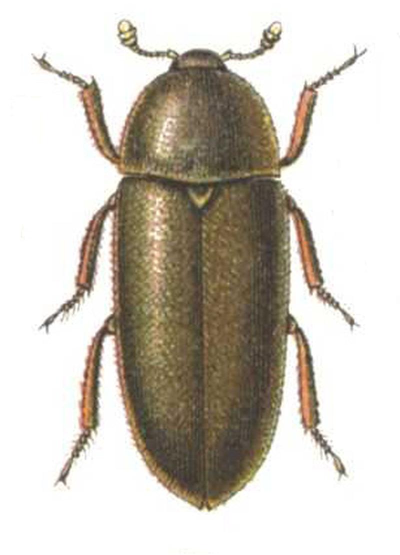 Dermestes.maculatus.Reitter