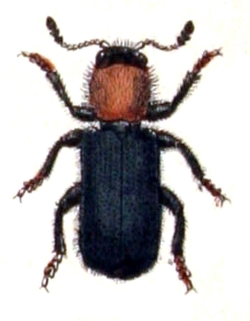 Dermestoides.sanguinicollis.-.calwer.28.14