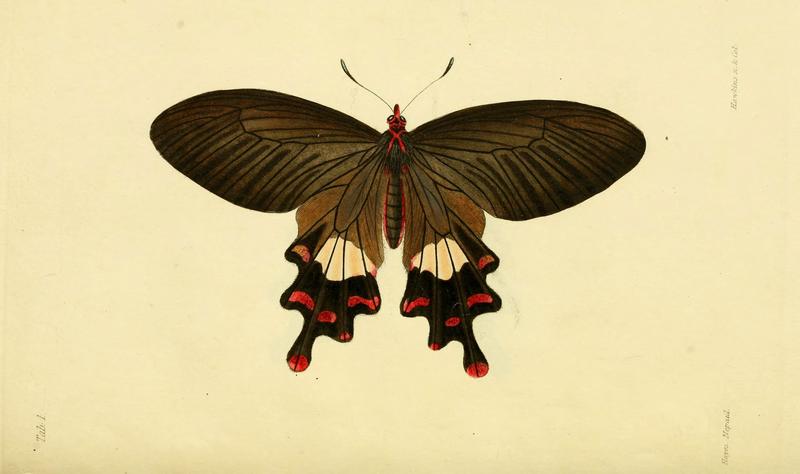 Descriptions and figures of some new lepidopterous insects, chiefly from Nepal (Tab. 1) (6031802637)