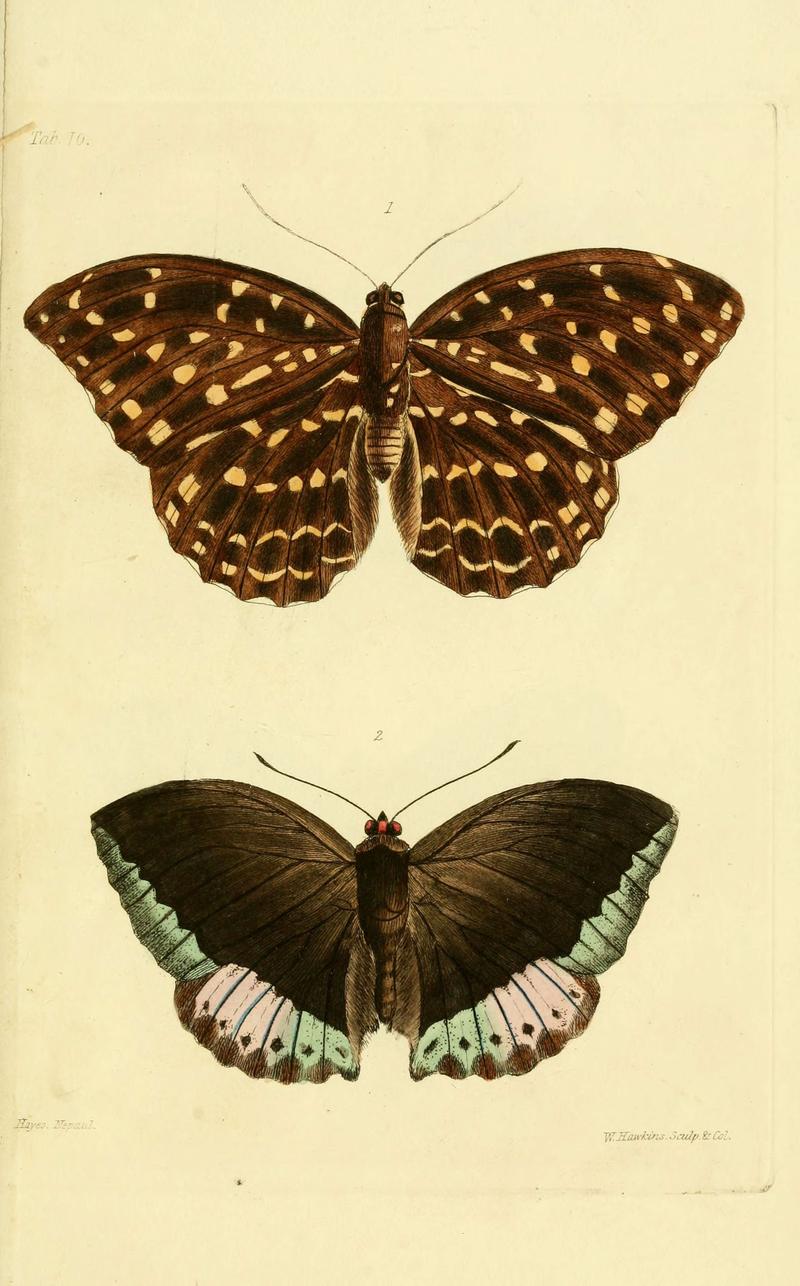 Descriptions and figures of some new lepidopterous insects, chiefly from Nepal (Tab. 10) (6031804569)