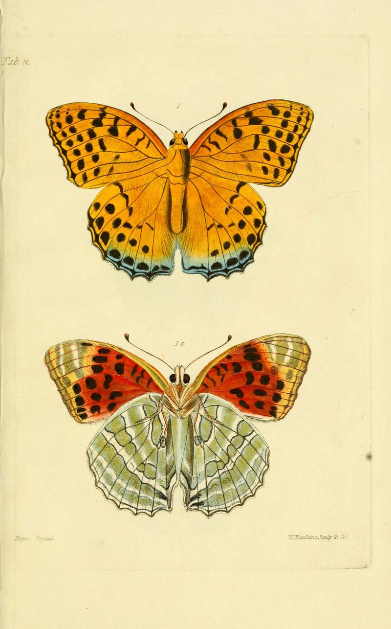 Descriptions and figures of some new lepidopterous insects, chiefly from Nepal (Tab. 11) (6031804801)
