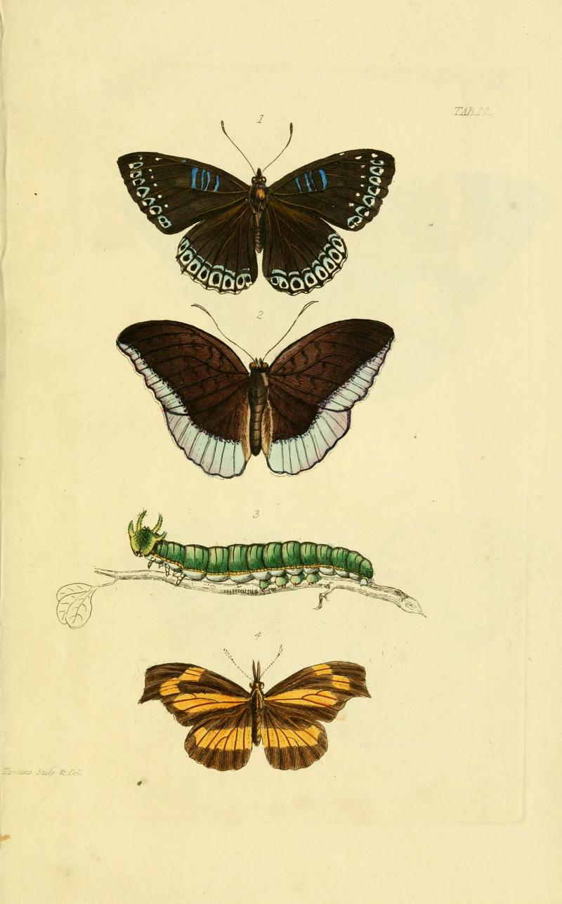 Descriptions and figures of some new lepidopterous insects, chiefly from Nepal (Tab. 12) (6032364080)