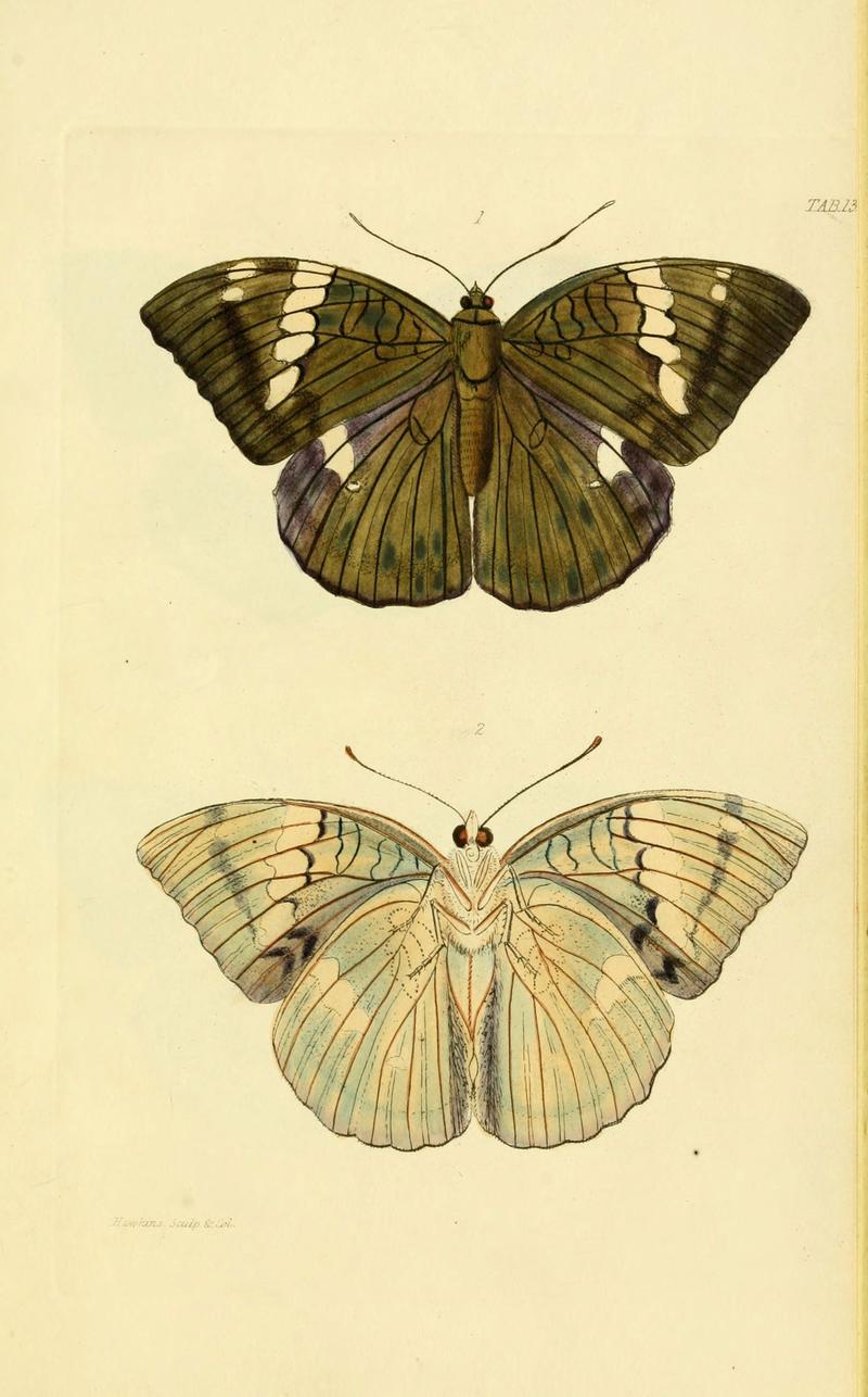Descriptions and figures of some new lepidopterous insects, chiefly from Nepal (Tab. 13) (6031805271)