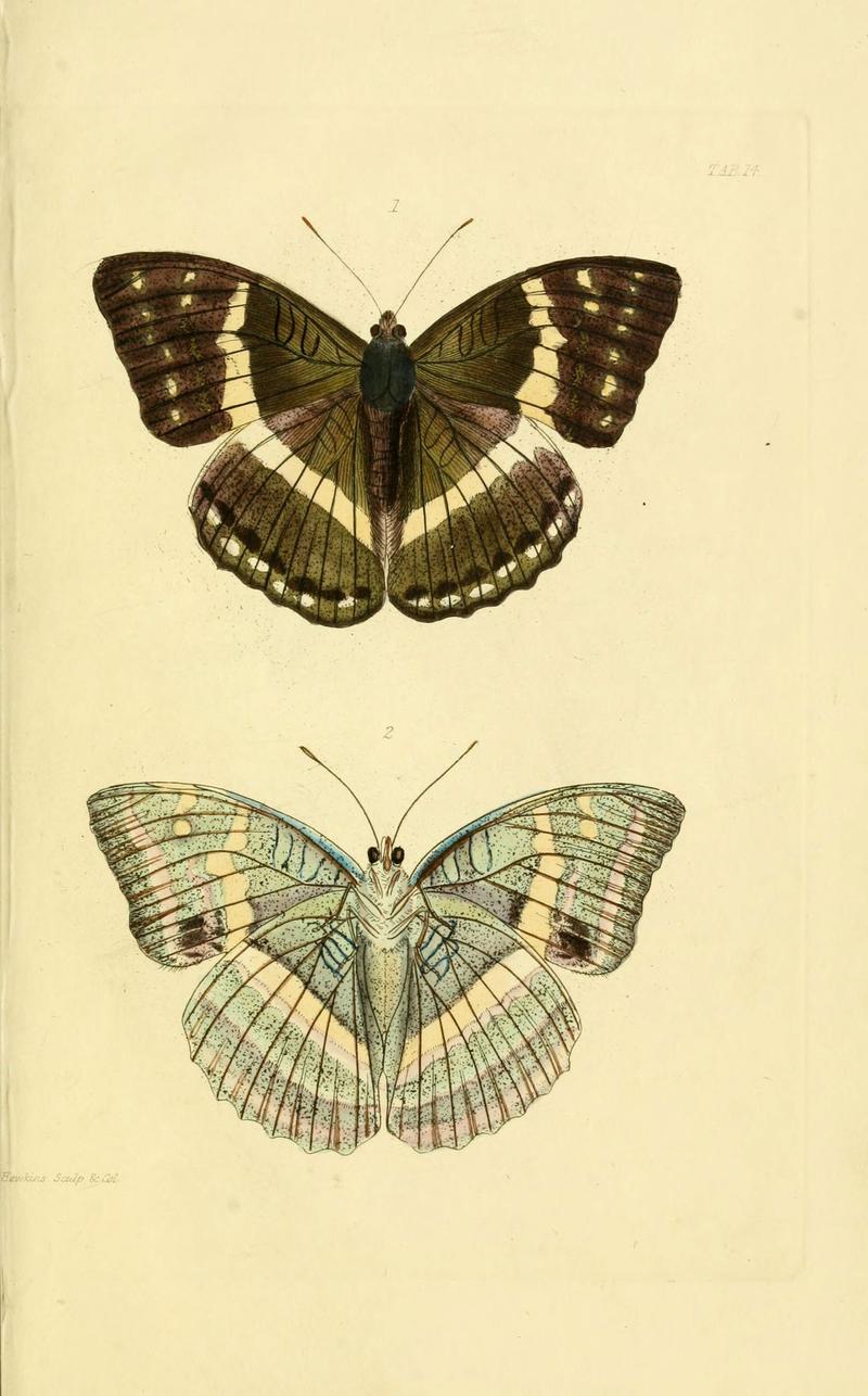 Descriptions and figures of some new lepidopterous insects, chiefly from Nepal (Tab. 14) (6031805529)