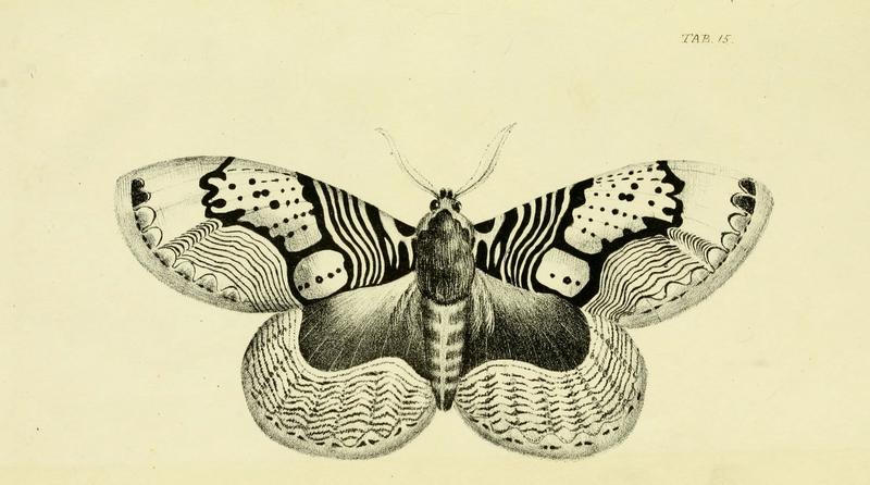 Descriptions and figures of some new lepidopterous insects, chiefly from Nepal (Tab. 15) (6032364734)