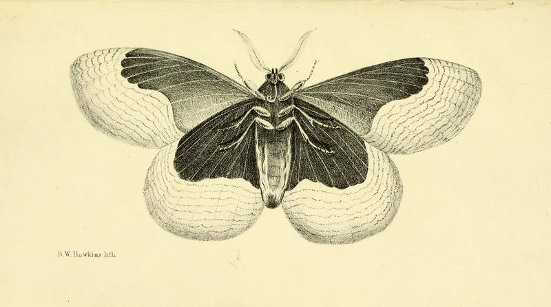 Descriptions and figures of some new lepidopterous insects, chiefly from Nepal (Tab. 16) (6032364928)