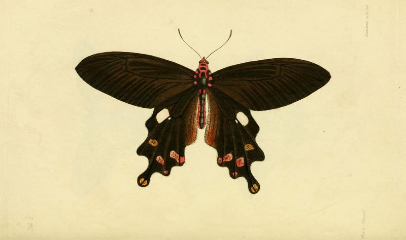 Descriptions and figures of some new lepidopterous insects, chiefly from Nepal (Tab. 2) (6032361820)
