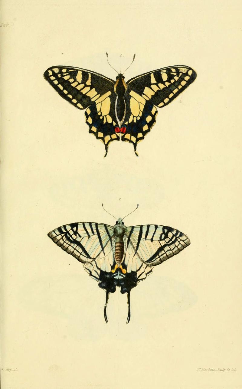 Descriptions and figures of some new lepidopterous insects, chiefly from Nepal (Tab. 3) (6031803035)