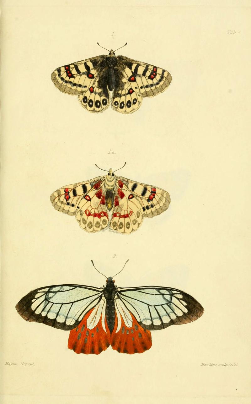 Descriptions and figures of some new lepidopterous insects, chiefly from Nepal (Tab. 4) (6031803487)