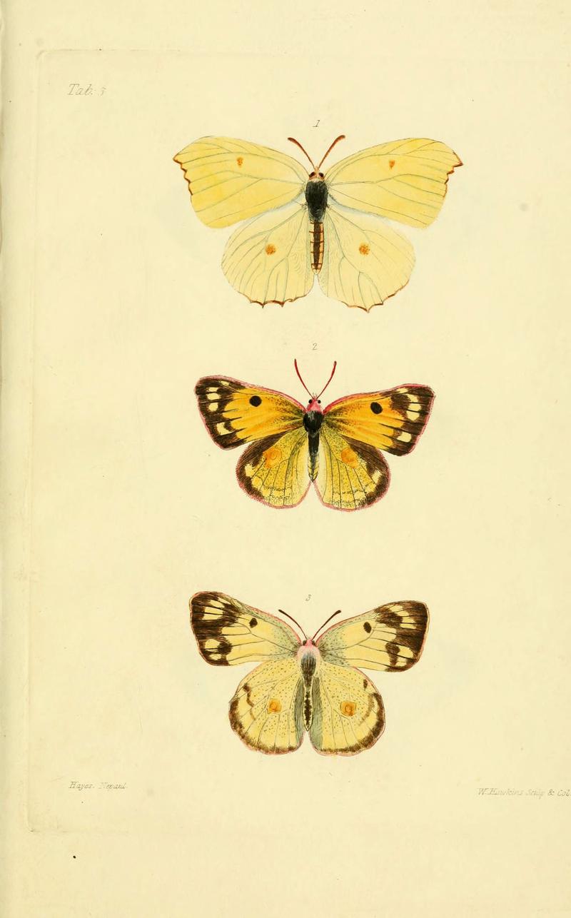 Descriptions and figures of some new lepidopterous insects, chiefly from Nepal (Tab. 5) (6031803711)