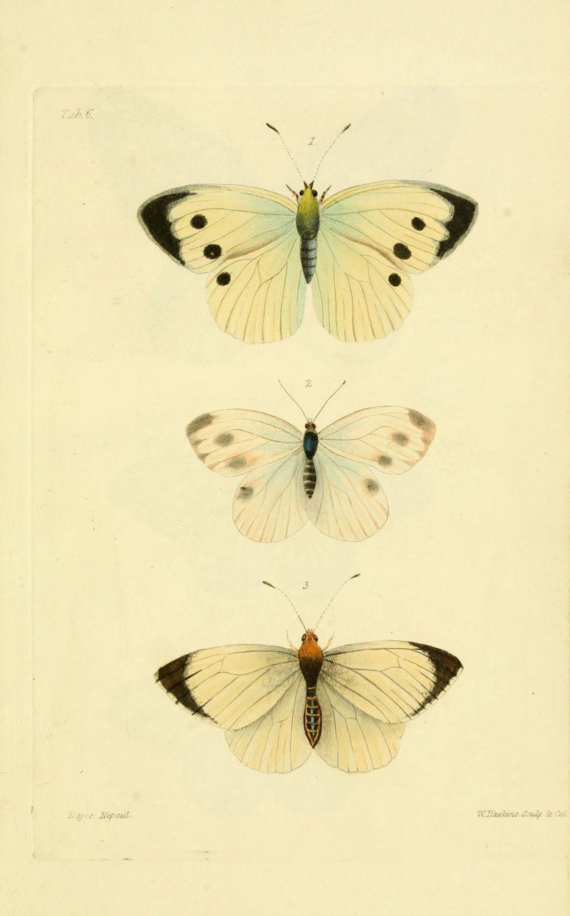 Descriptions and figures of some new lepidopterous insects, chiefly from Nepal (Tab. 6) (6032362884)